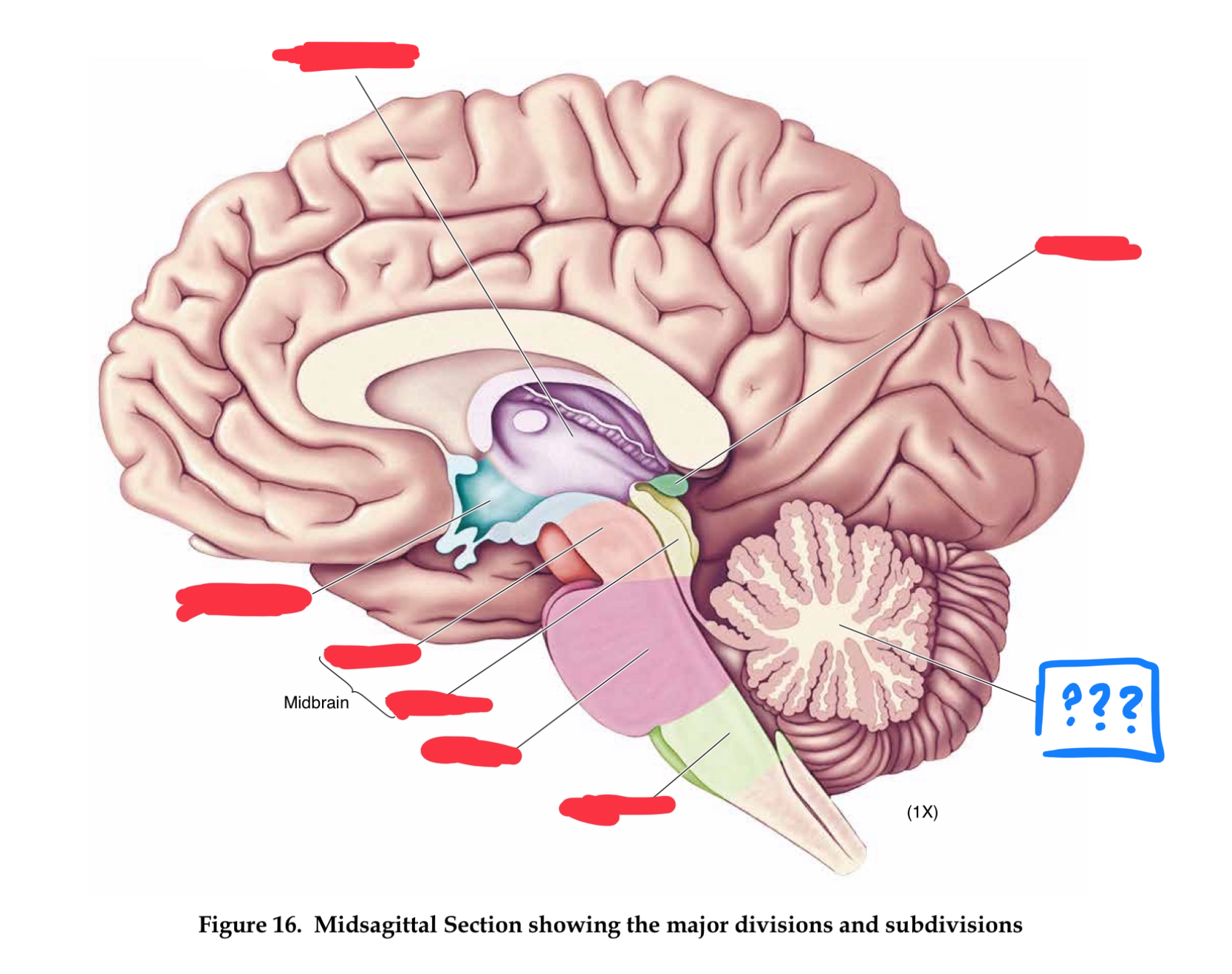 <p>regulates timing and coordination of complex muscle activity such as limb and eye movements, maintenance of muscle tone, and postural balance. Also involved in classical conditioning of some motor responses (eg conditioned eye blink response) (in metencephalon)</p>