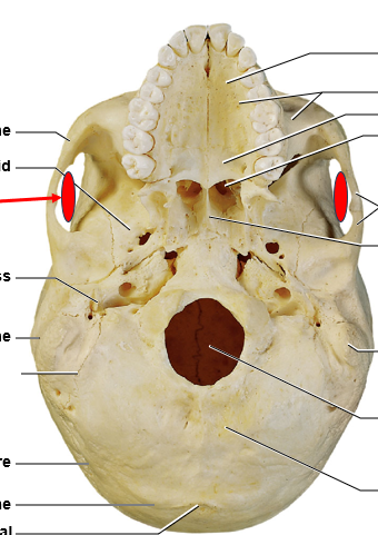 <p>what is to the right of the left chewing muscle</p>