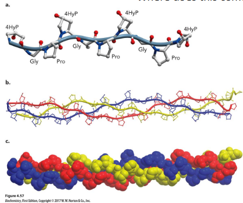 <p>basic unit of the collagen fiber; triple helix of three polypeptide chains, ~1000 residues in length; Left-handed helices, with about 3.3 residues/turn; chains wrap around one another in a right-handed sense; Hydrogen bonds are between the chains; repetitive motif in the sequence is of the form Gly–X–Y, where X is often proline and Y is proline or hydroxyproline (4HyP; modified post-translation)</p>