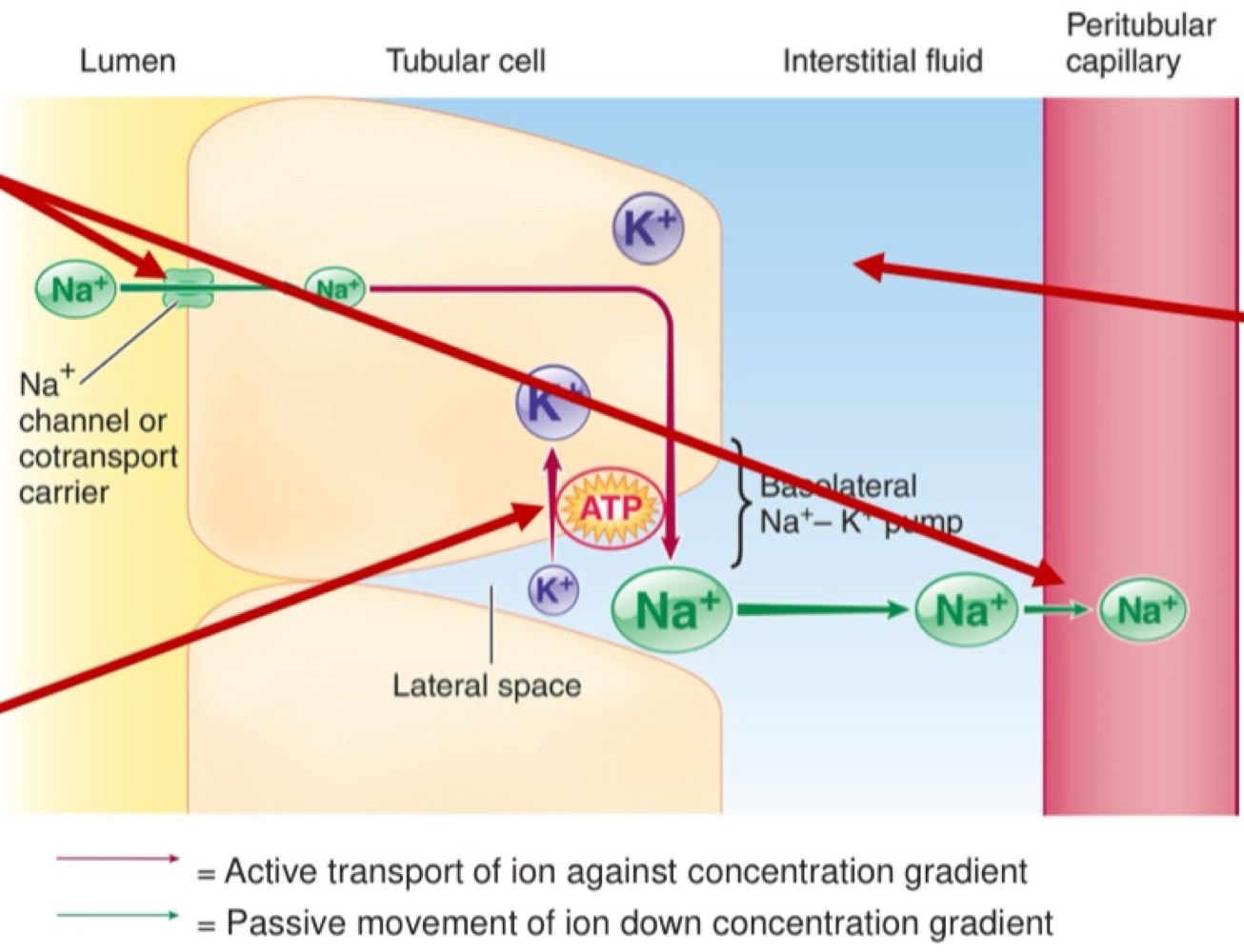 <ol start="3"><li><p>K+ passively leaks from tubular epithelia cells back into interstitial fluid.</p></li></ol><p></p>