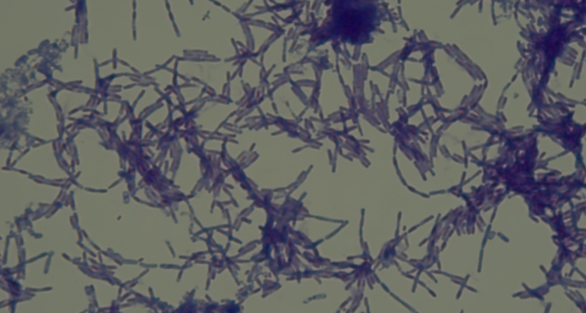 <p>Spores</p>