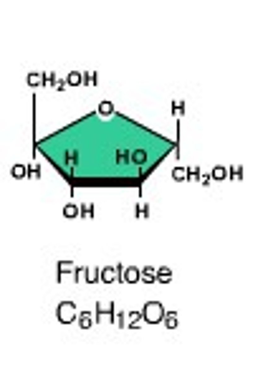 <p>CH2O=empirical formula</p><p>Examples:</p><p>glucose- blood sugar</p><p>fructose- fruit sugar</p><p>galactose</p><p>ribose- structural component in RNA</p><p>Importance:</p><p>-produced by photosynthesis</p><p>-used in cellular respiration (to make energy)</p><p>-summary: energy storage and release</p><p>-also used to build structures</p>