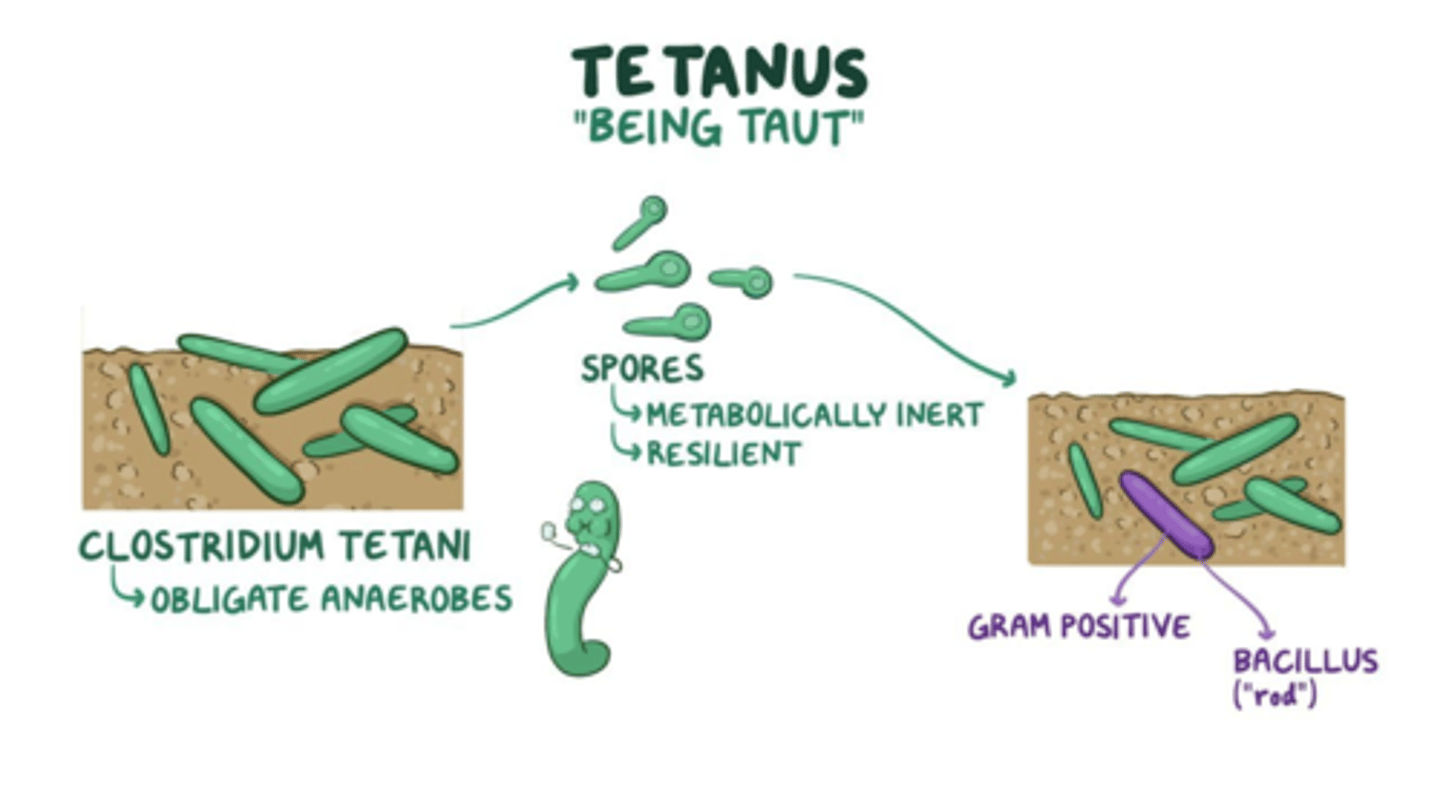 <p>- b/c tetanus is an anaerobic bacterium that lives in low O2 areas</p><p>=> necrotic tissue from frostbite may bring this infection to life w/o a vaccine</p>