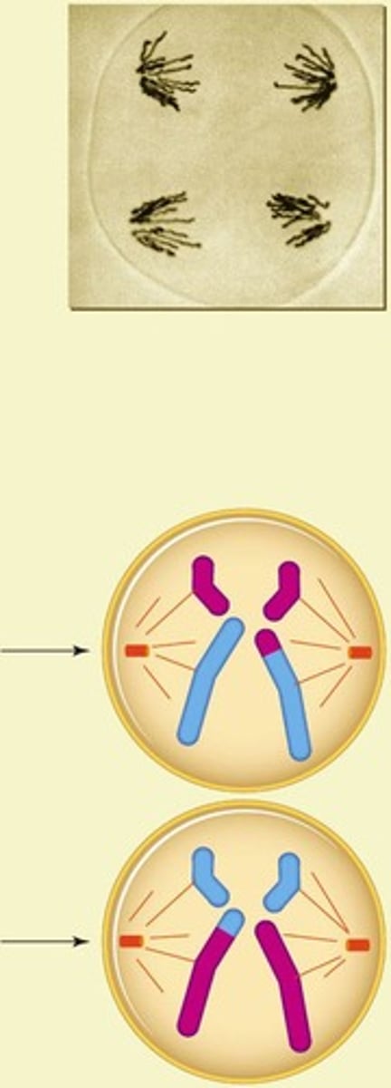 <p>Sister chromatids separate and move toward opposite spindle poles.</p>