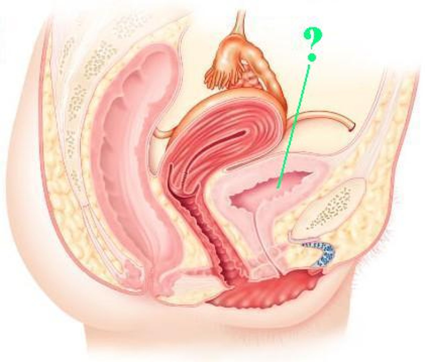 <p>Identify the indicated structure.</p>