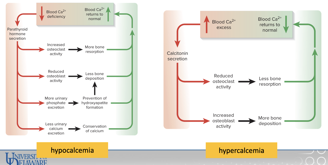 <ol><li><p>hypercalcemia</p></li><li><p>hypocalcemia</p></li></ol><p></p>