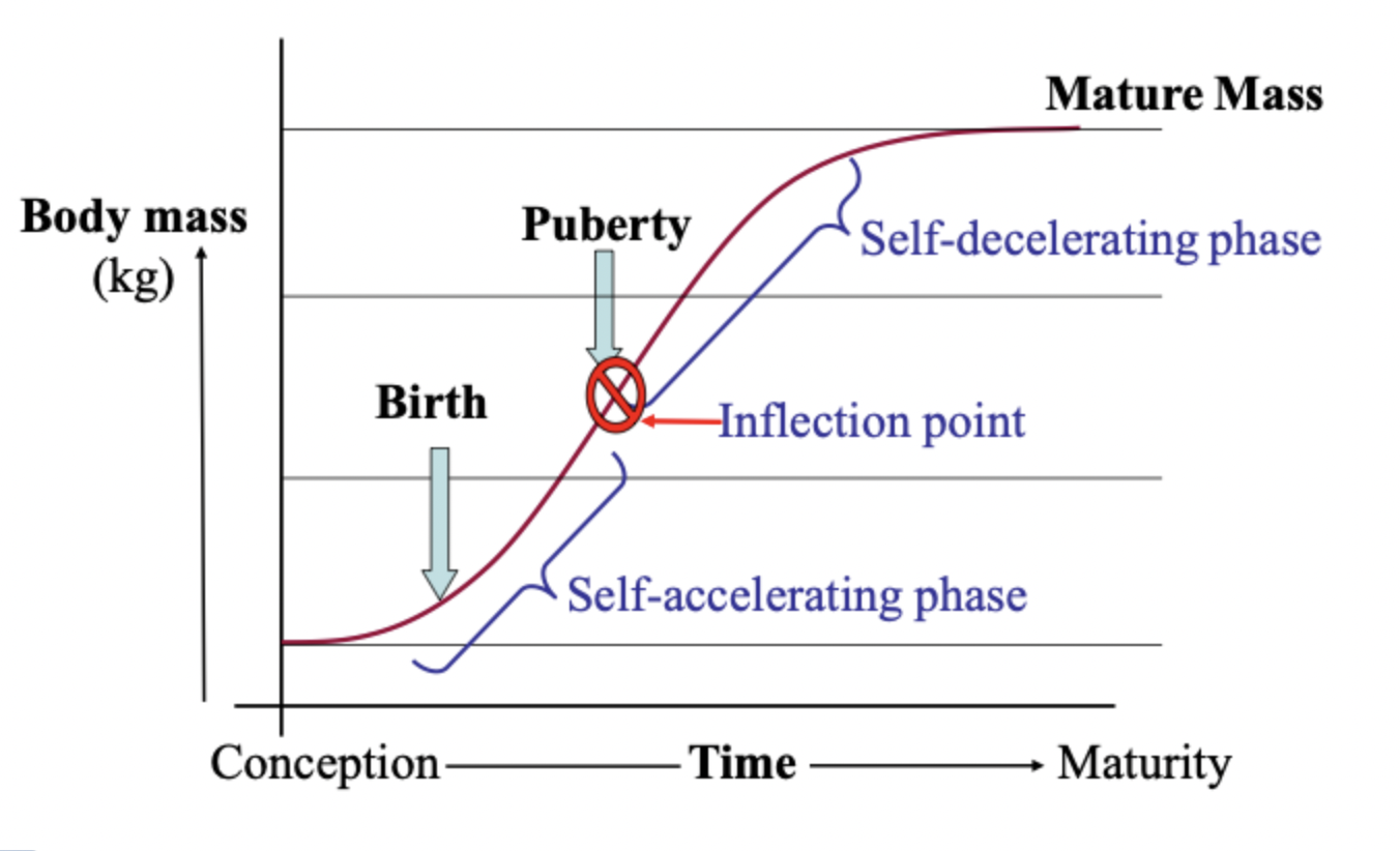 <p> increase in body mass which increases fastest at puberty and then at a decreasing rate towards maturity, explains why most animals are sent to slaughter around puberty as after that it becomes more expensive to feed them enough to maintain growth so less efficient</p>