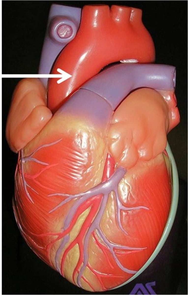 <p>Largest artery in the body-distributes oxygenated blood to the body</p>