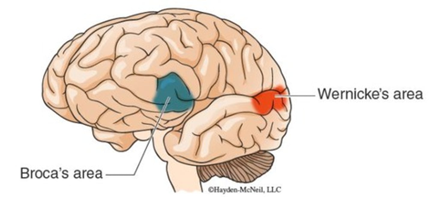 <p>Critical for the production of language.</p>