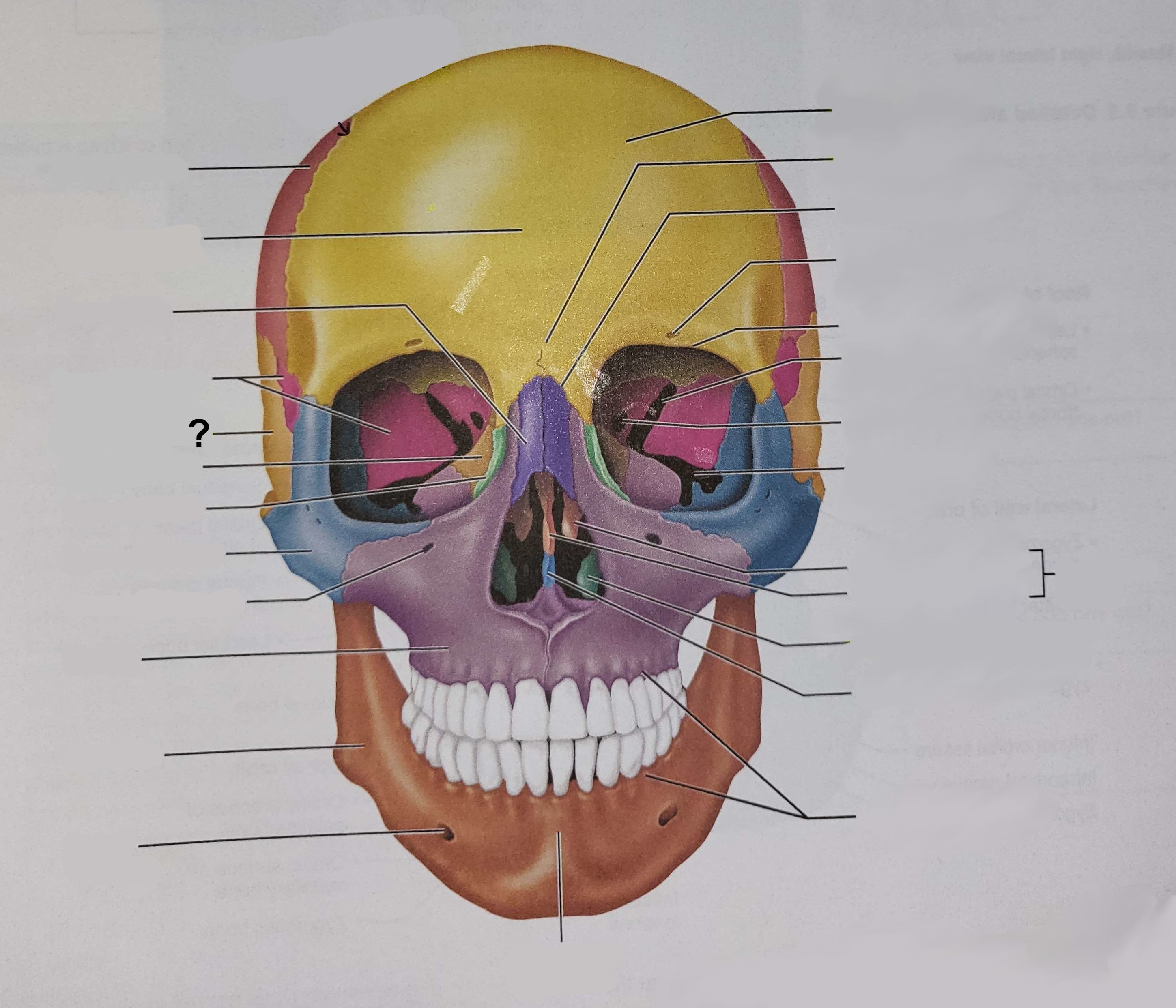 <p>Name the indicated structure</p>