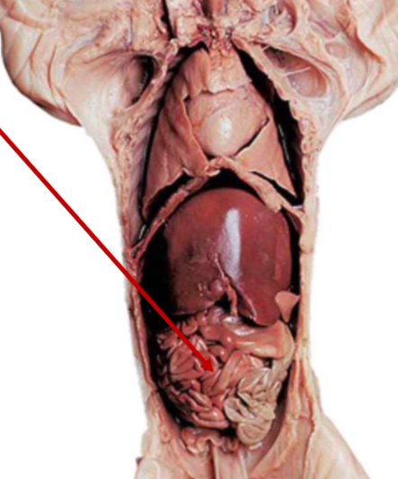 <p>What is the arrow pointing to? What’s it function? </p>