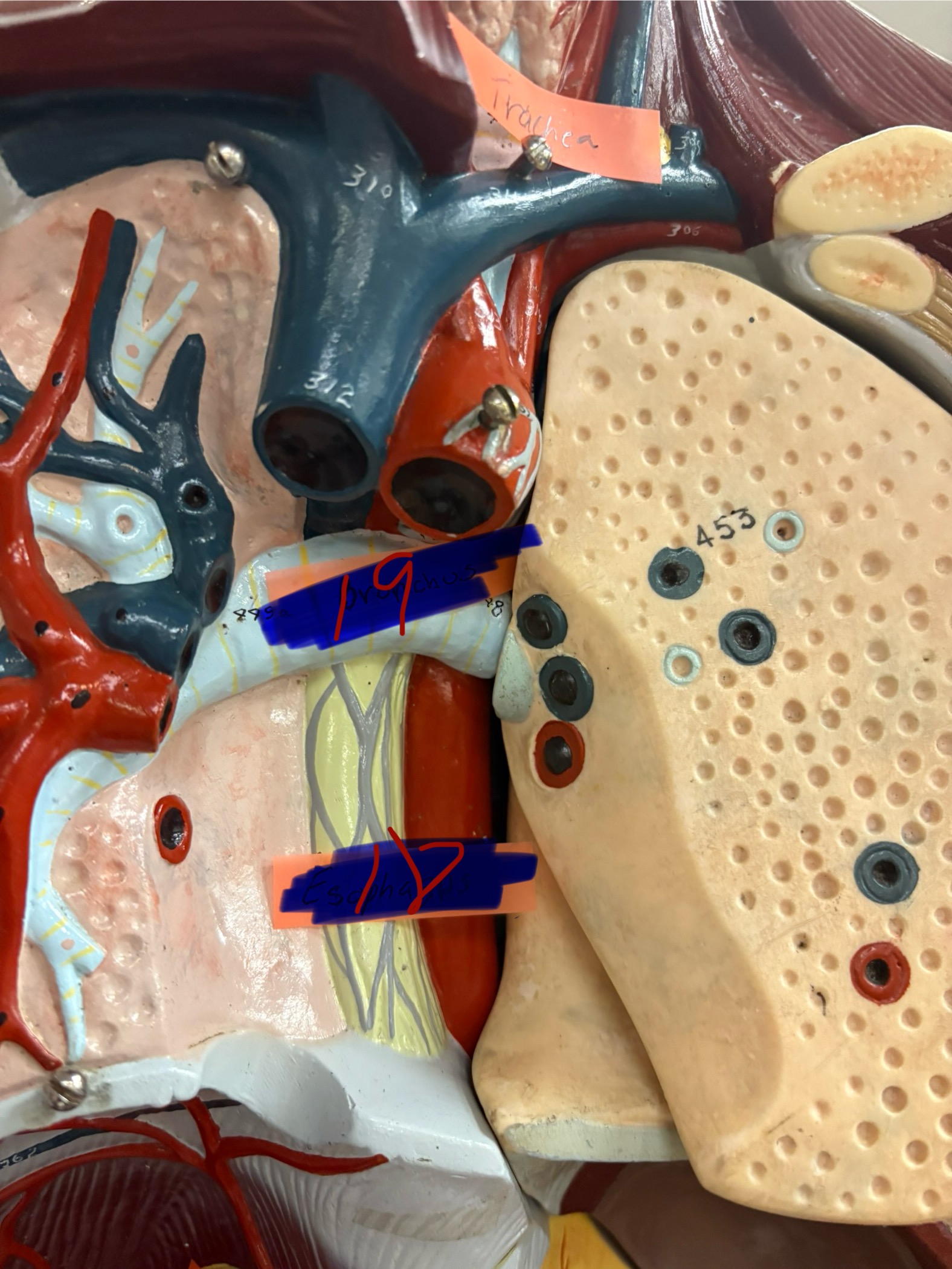 <p>What is the organ for number 19? And what organ system is it apart of?</p>