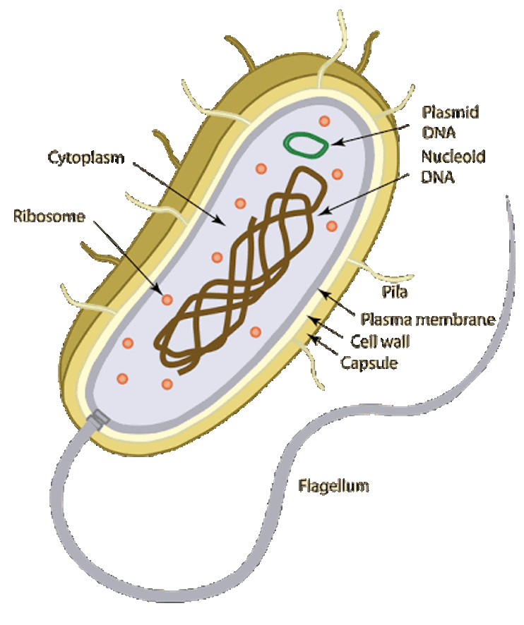 <p>Large SA:V ratio (beneficial for diffusion), single cell (unicellular), no membrane bound organelles or defined nucleus, cell wall, and DNA is a single and circular chromosome. Some have flagella or pili for movement.  Small 1-10um.</p><p>organelles - cytoplasm, ribosomes, plasma membrane, genetic material.</p><p>eg. Bacteria and archaea.</p>