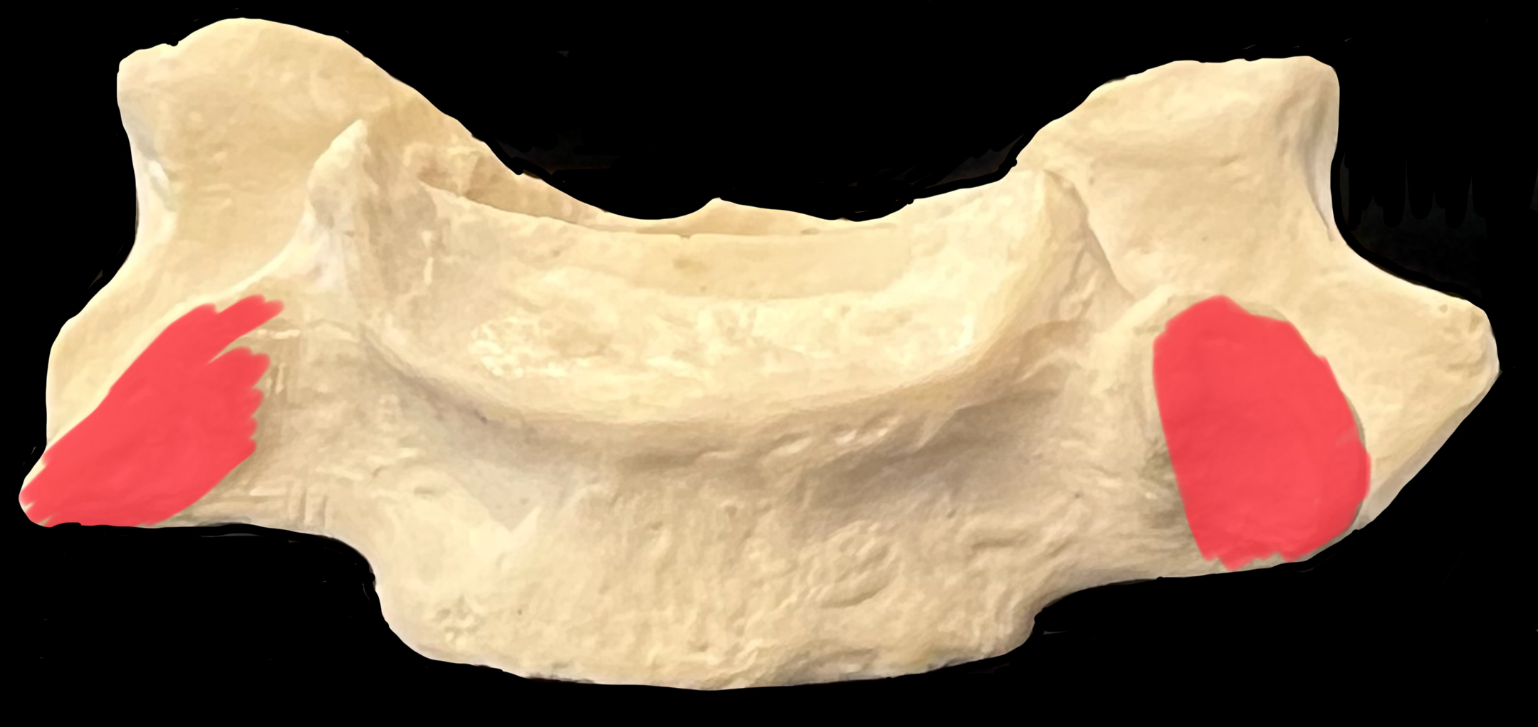 What is highlighted in red?