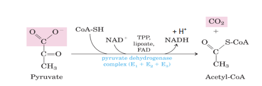 <p>pyruvate → acetyl-CoA</p><p>cofactors: CoA-SH + NAD+ → NADH + H+  ;  TPP, Lipoate, FAD</p><p>enzyme: pyruvate dehydrogenase&nbsp;</p>