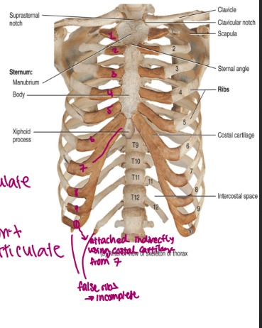 <ul><li><p>there are 12 pair of ribs</p></li><li><p>they articulate posteriorly with thoracic vertebrae</p></li><li><p>there are true ribs and false ribs</p><ul><li><p><strong>true ribs</strong>: attach directly to the sternum via costal cartilage (hyaline cartilage) → there are 7 pair of true ribs</p></li><li><p><strong>false ribs:</strong> attach either indirectly to the sternum or not at all</p><ul><li><p>pairs 8-10 attach indirectly to the sternum via costal cartilage</p></li><li><p>pairs 11 and 12 are not attached and are embedded in muscle → called floating ribs</p></li></ul></li></ul></li></ul><p></p>