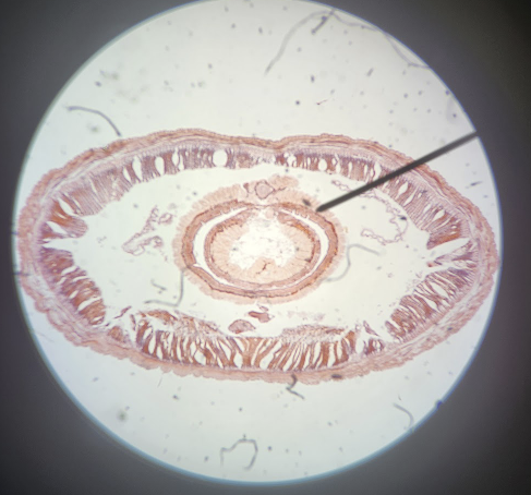 <p>What is this?</p>