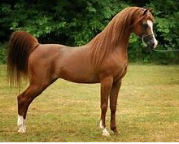 <p>Identify the breed of horse? </p>