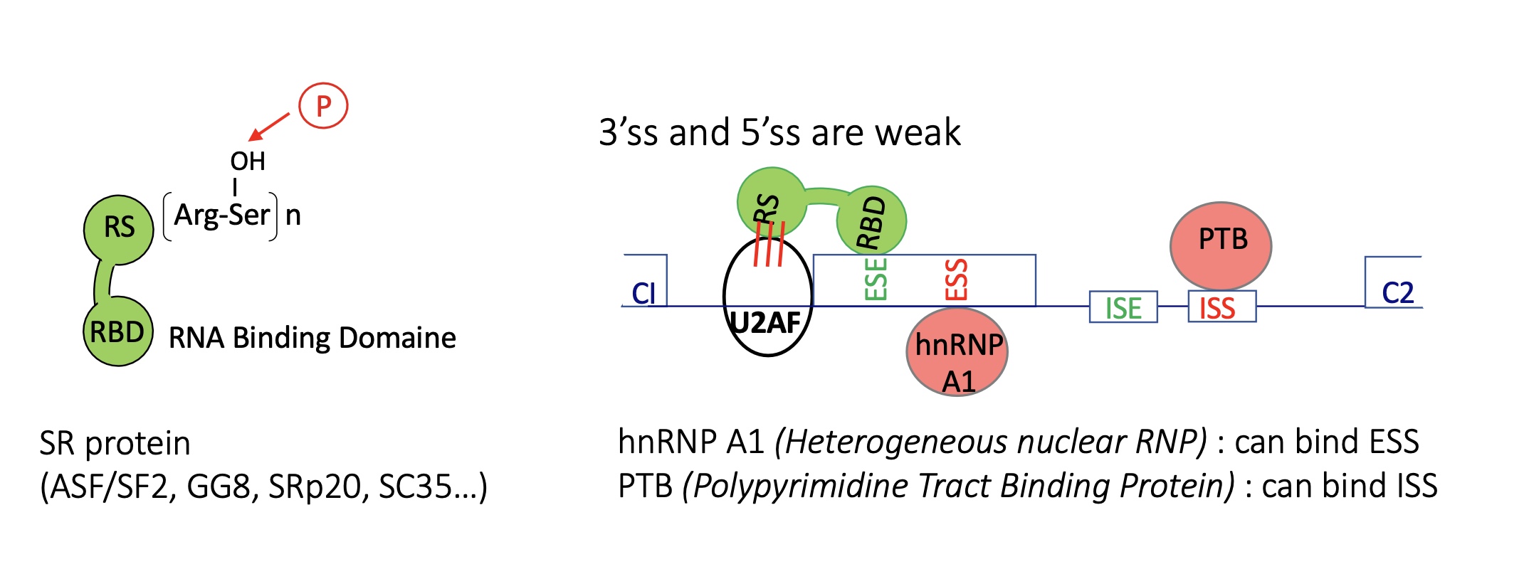 <p>Activator :&nbsp;</p><ul><li><p>SR protein w/ SR domain that’s contains Arg-phosphoSer</p></li><li><p>RBD ad RNA binding domain&nbsp;</p></li></ul><p>Repressors :&nbsp;</p><ul><li><p>hnRNP —&gt; ESS</p></li><li><p>PTB —&gt; ISS</p></li></ul><p></p>