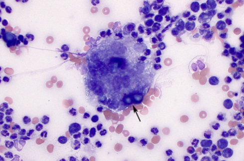 <p><span style="color: rgb(255, 248, 248);"><span>Fever, lethargy, weight loss, diarrhea, loss of appetite,</span></span><span style="color: rgb(255, 248, 248);"><br></span><span style="color: rgb(255, 248, 248);"><span>coughing and labored or rapid breathing, pain or</span></span><span style="color: rgb(255, 248, 248);"><br></span><span style="color: rgb(255, 248, 248);"><span>lameness in the joints, skin lesions, eye swelling</span></span></p>