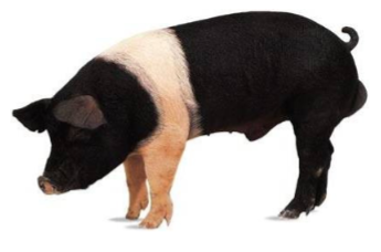 <p><span style="color: rgb(8, 8, 8);"><span>Origin: Kentucky - from English</span></span><span style="color: rgb(8, 8, 8);"><br></span><span style="color: rgb(8, 8, 8);"><span>breeds</span></span><span style="color: rgb(8, 8, 8);"><br></span><span style="color: rgb(8, 8, 8);"><span>Color: Black with a white belt</span></span><span style="color: rgb(8, 8, 8);"><br></span><span style="color: rgb(8, 8, 8);"><span>Body: Upright ears</span></span><span style="color: rgb(8, 8, 8);"><br></span><span style="color: rgb(8, 8, 8);"><span>Traits: Used in many cross breeding programs</span></span></p>