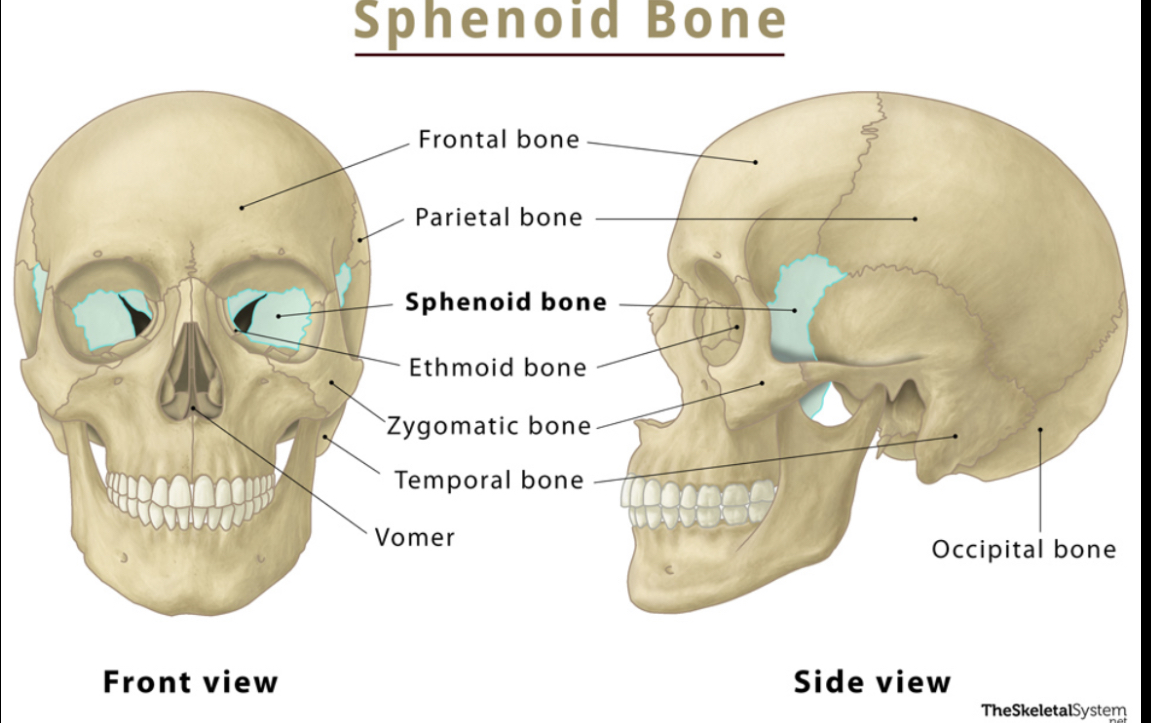 <p>Sphenoid bone</p>