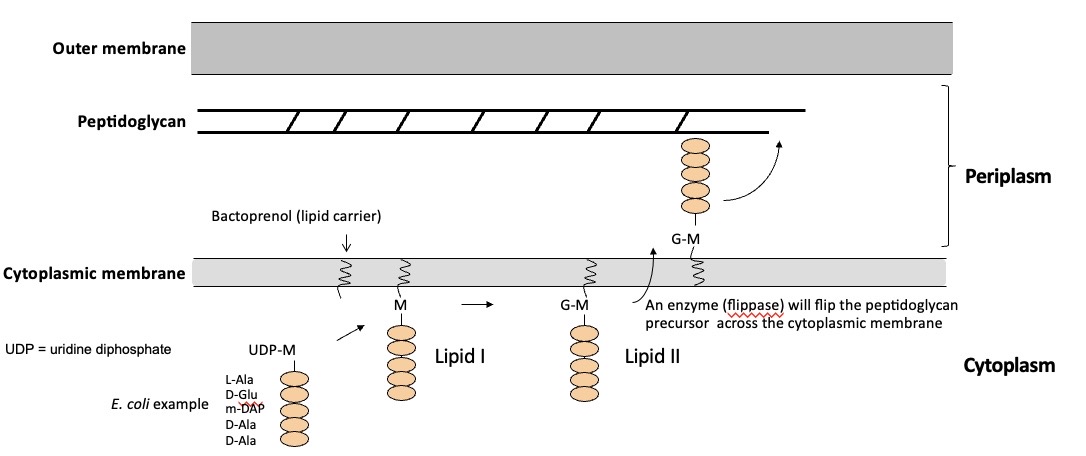 <p>The peptidoglycan biosyntehtic pathway</p>
