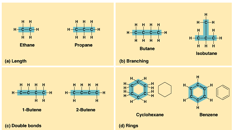 <p>-varies in length -varies in number &amp; location of double bonds -can be branched/unbranched -can be arranged in rings</p>