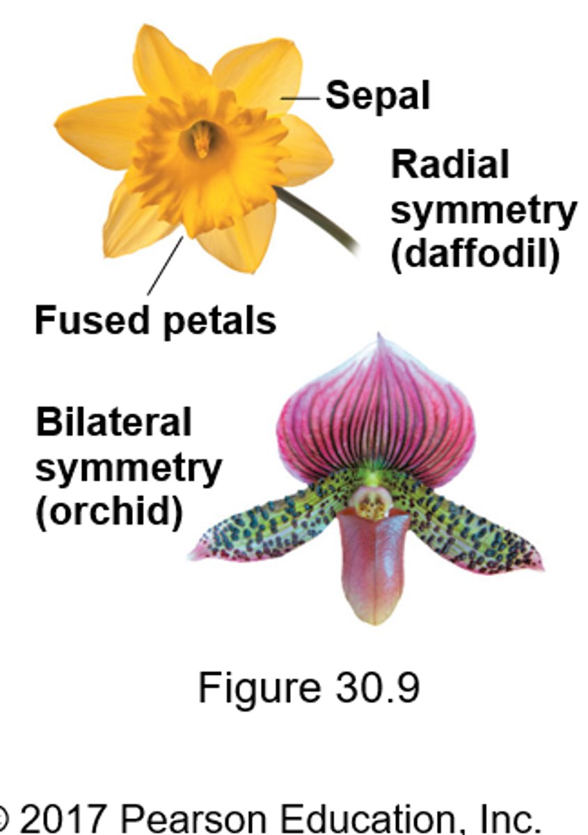 <p>Radial - can be split up any way in half</p><p>Bilateral - only can be split up one particular way</p>