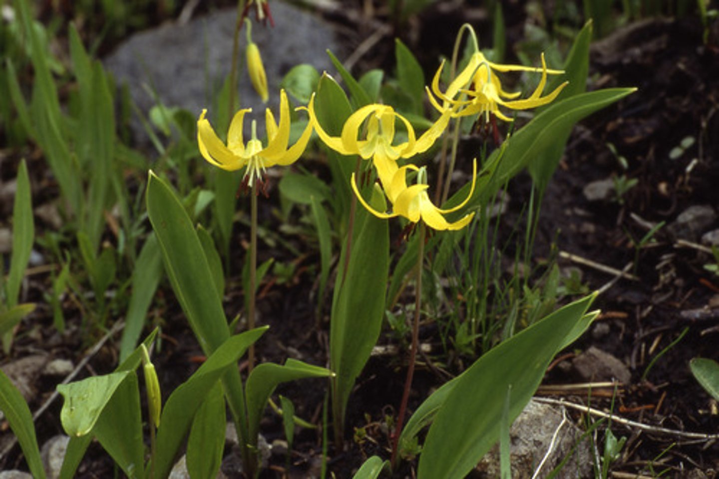 <p>perennial herb often w bulb/corm</p><p>Flowers: long and reflexed petals, perf, radial, 6 tepal, 6 st, 3 gyn, superior ovary</p><p>Fruit: capsule</p><p>Leaves: simp, linear, no petiole</p><p>Inflor: solitary</p>