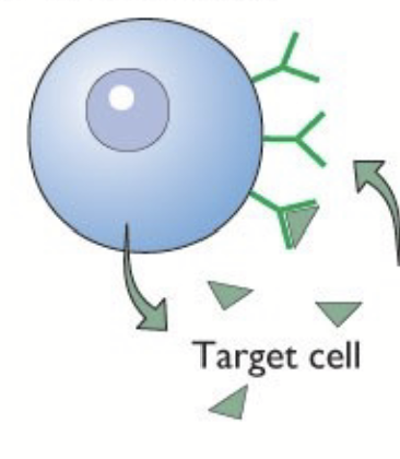 <p>Acts on its own secreting cell.</p>