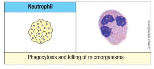 <p>Neutrophils (50-70%)</p><ul><li><p>Circulate 7–10 hrs; survive ~48 hrs in tissues</p></li><li><p>1st responders in infection, swarm where chemokines located</p></li><li><p>If a lot in blood indicative of infection </p></li></ul><p>Morphology</p><ul><li><p>Segmented nucleus (3–4 segments)</p></li><li><p>Primary granules: large, antimicrobial</p></li><li><p>Secondary granules: contain complement activators, enzymes</p></li><li><p>Tertiary granules: contain phosphatases, metalloproteinases</p><p></p></li></ul>