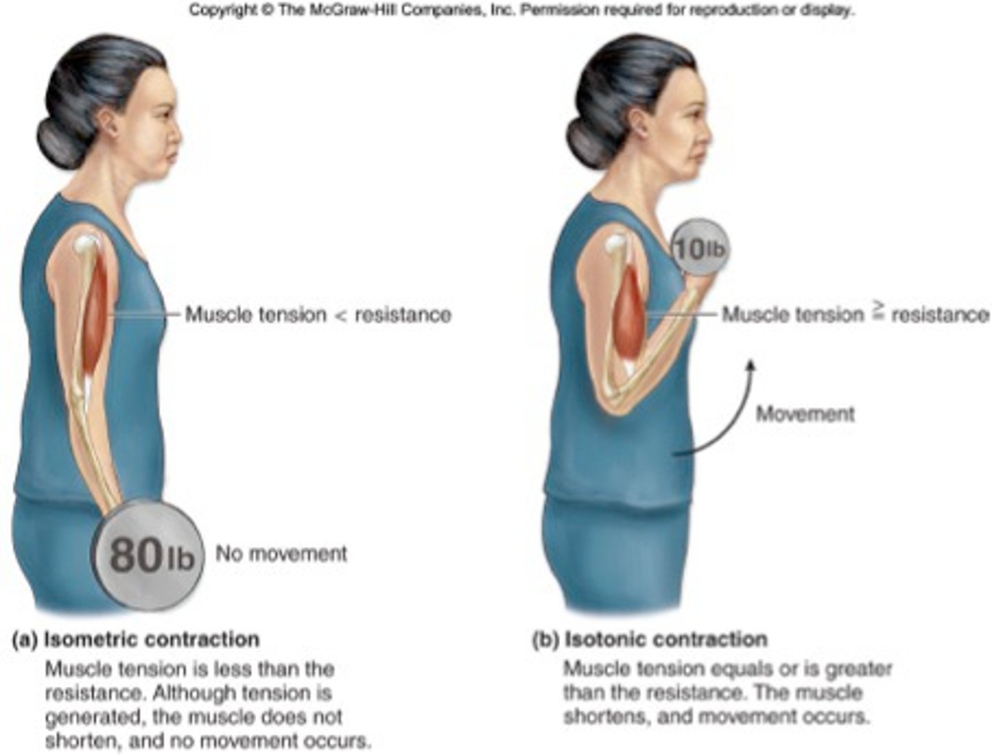 <p>muscle shortens and movement occurs</p>