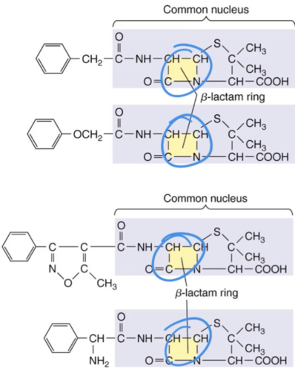 <p><strong>The Action of Antimicrobial Drugs</strong></p><p></p><p>Antibiotics that inhibit peptidoglycan synthesis. Contain central structures called beta-lactam rings. 2 types:</p><p>1. Natural</p><p>2. Semisynthetic</p>