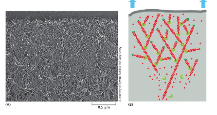 <p>sheets. <u>continuous polymerization</u> at + end pushes plasma membrane</p><p>actin branching creates flat sheet — <u>ARP complexes</u></p>