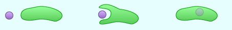 <p>Endosymbiosis</p>