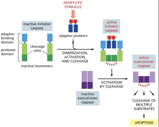 <p>2 different types:</p><p>Initiator and executioner</p><p></p><ul><li><p>initiator caspases→ cleave &amp; activate downstream executioner caspases</p></li></ul><p>initiator caspase is 1st made as an inactive monomer → apoptic signal triggers the assembly of adaptor proteins that bring together the pair of initiator caspases→ then activates executioner caspace by cleavage →leads to cleavage of multiple substrates → apoptosis</p><p></p>