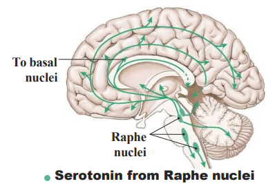 <p>- From Raphe Nuclei (medulla, pons, midbrain)</p><p>- usually inhibitory, fibres to specific cortex regions (dense in frontal lobe and corticolimbic projections)</p><p>- Serotonin: main well-being/satisfaction neurotransmitter (it allows us to be content and happy, keeps mood under control by helping with sleep, calming anxiety and relieving depression</p><p>- pain control (anti-nociceptive)</p><p>.</p><p>WAY TO RMBR: Safe, happy, relaxed, euphoric and low-pain</p>