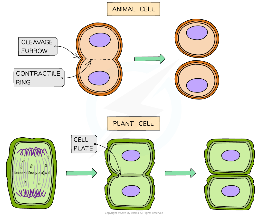 <p>In plant cells, the cytoplasm and organelles are separated through a <strong>cell plate</strong>, which eventually forms a cell wall, splitting the cell into two daughter cells. In animal cells, a <strong>cleavage furrow</strong> forms, which splits the cell into two daughter cells.</p>