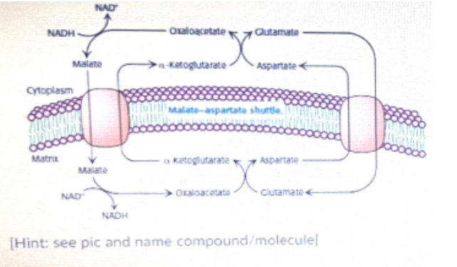<p>in the heart And liver electrons from cytoplasmic NADH are brought into mitochondria by the Malate aspirate shuttle in the cytoplasm the aspirate is then deaminated to form ..... and the cycle is restarted</p>