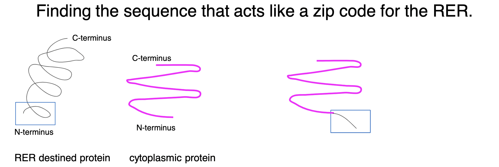 scientists used gene cutting/pasting techniques to cut specific sequences of amino acids from a polypeptide chain KNOWN to go to rough ER and attached these sequences to a known cytoplasmic protein (NOT destined for RER) → produced a bunch of hybrid proteins in the cell that were cytoplasmic proteins + diff short sequences from RER-destined proteins to find which specific sequence of amino acids served as the ***signal sequence*** for a RER-destined protein