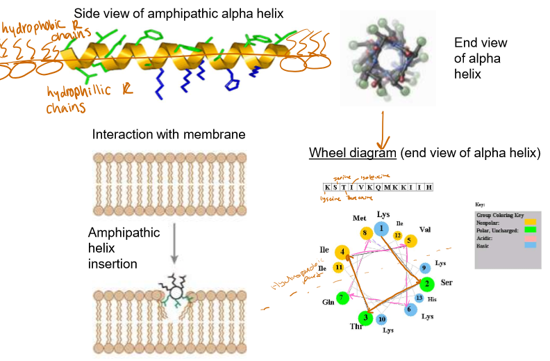 <ul><li><p>Internal layer side chains are hydrophobic</p></li><li><p>Externals are hydrophilic</p></li></ul><p>Looking at the amino acids in a wheel diagram can help you determine how the molecule is embedded.</p><p></p>