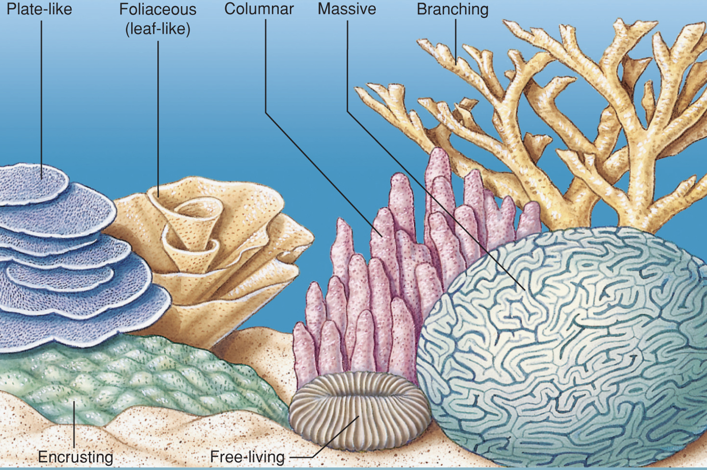 <ul><li><p>Plate-like</p></li><li><p>Foliaceous</p></li><li><p>Columnar</p></li><li><p>Massive</p></li><li><p>Branching</p></li><li><p>Encrusting</p></li><li><p>Free-living</p></li></ul><p></p>