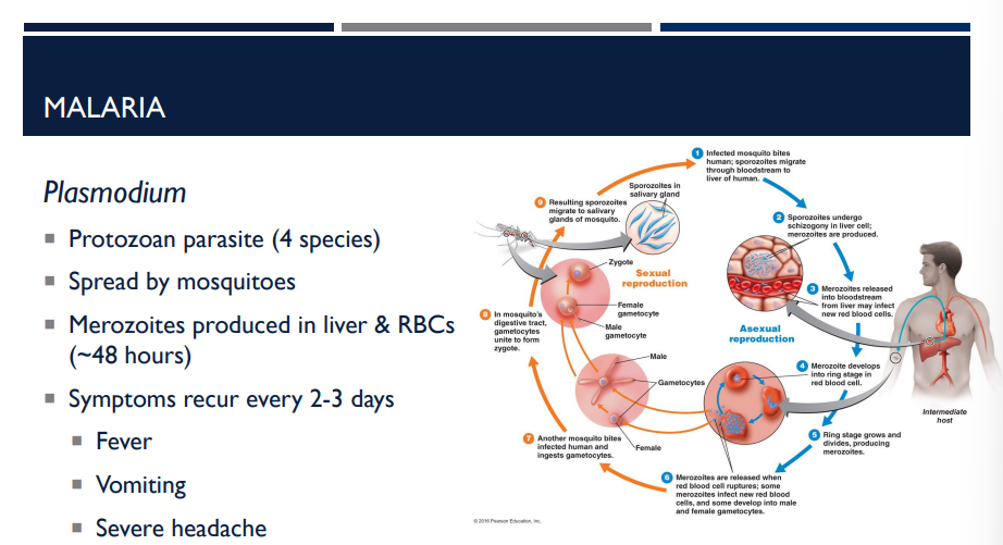 <p>What causes malaria? How is it spread?</p>