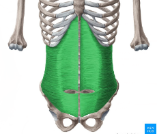 <p>Transversus Abdominis </p>