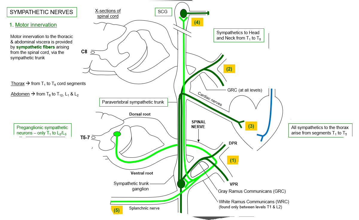 <p>Once the preganglionic neuron arives at the sympathetic trunk it has five options, what is the second option?</p>