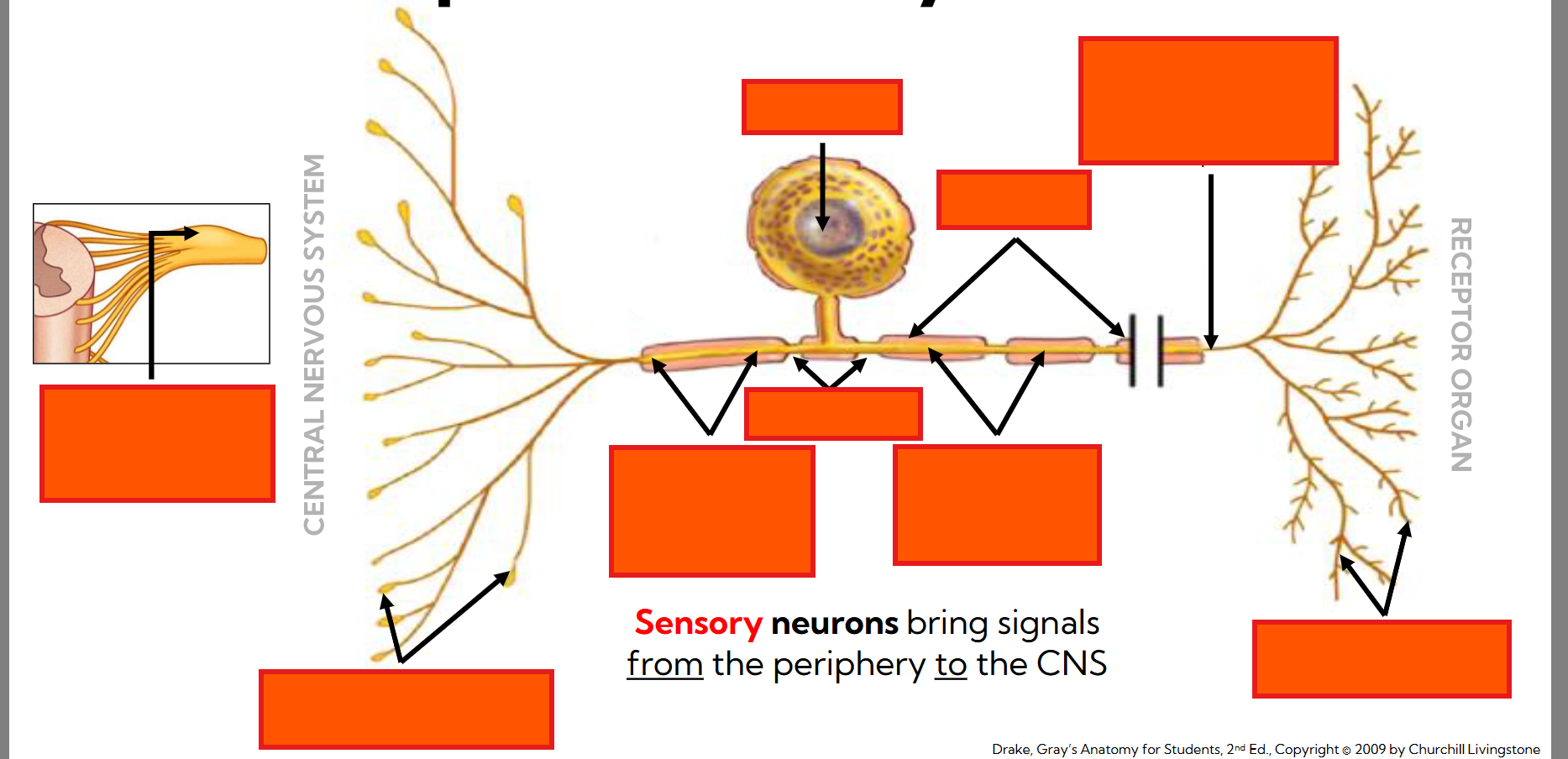 <p>Label the pseudounipolar sensory neuron and explain what each part does:</p>