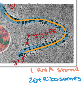 <p>ribosomes move over one codone and leet other ribosomes in</p><ul><li><p>RNA= freeway</p></li><li><p>Ribosomes= cars on freeway</p></li></ul><p>Steps 2/3 (Elongation and Translocation) repeated over and over</p>