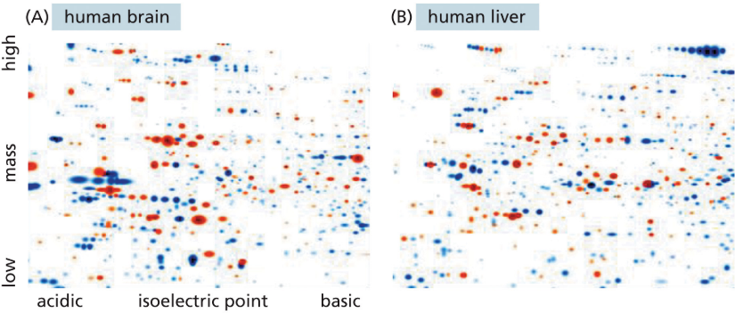 <p>separates proteins by mass and charge to create an array of dots that reflect the proteome of the cell type analyzed</p>