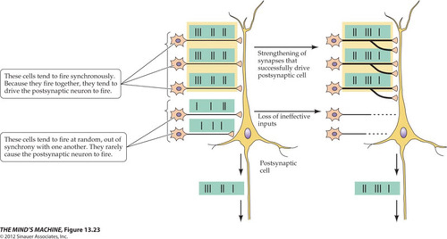 <p>a synapse that becomes more effective because of the simultaneous activity in the pre-synaptic and post-synaptic molecules</p>